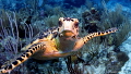   Follow meHawskbill turtle ready dialogue  